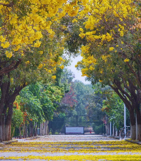 Campus
