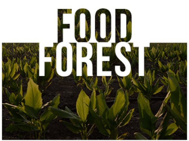  food trees